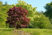 Acer palmatum at Threave Garden, owned by The National Trust for Scotland, Dumfries and Galloway