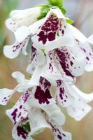 Digitalis purpurea 'Pam's spilt' - Split petal Foxglove