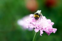 Scabiosa 'Pink Mist' with Bee