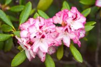 Rhododendron 'Liachmanns Charmant'