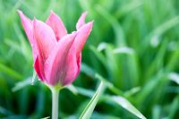 Tulipa 'Mariette' - Pashley Manor, Sussex