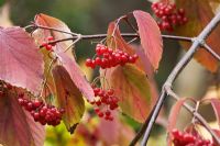 Red autumnal berries of  Viburnum plicatum tomentosum 'Pink Beauty'