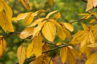 Autumnal foliage of Carya ovata - Shagbark Hickory Tree