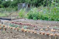 Small Allotment with Onions and Shallots drying in the forground, Norfolk, UK, July