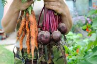 Female gardener holding bunches of freshly pulled Carrots 'Amsterdam Forcing' and Beetroot 'Boltardy'. Norfolk, UK, July