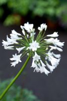 Agapanthus 'Corinne' - African Lily
