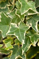 Hedera helix 'Gold Child'