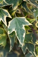 Hedera helix 'Midas Touch'