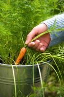 Woman harvesting an organic, pest resistant 'Flyaway' Carrot from a galvanised container