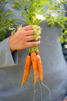 Person holding a bunch of freshly harvested, organically grown, pest resistant 'Flyaway' Carrots