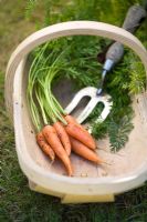 Bunch of harvested organic, pest resistant 'Flyaway' Carrots in a small wooden trug with a hand fork