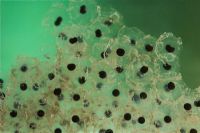 Rana temporaria - Common Frog spawn underwater
