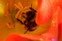 Bombus sp. - Bumblebee. Possibly leucorum or terrestris. Collecting nectar in Tulip flower. Sussex, UK