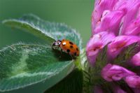 Adalia 10 punctata - 10 Spot Ladybird on Clover flower