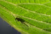 Greenfly on underside of Stinging Nettle leaf