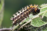 Polygonia comma-album - Comma Butterfly caterpillar on nettle