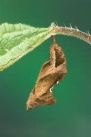 Polygonia comma-album - Comma Butterfly Pupa or Chrysalis