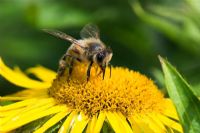 Apis mellifera - Honeybee Drone feeding on yellow flower. Sussex, UK
