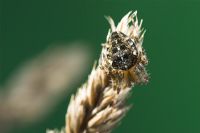 Araneus diadematus - Garden or Cross Spider on grass seedhead. UK