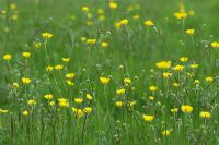 Ranunculus acris - Meadow Buttercup
