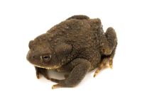 Bufo bufo - Common Toad against a white background