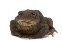 Bufo bufo - Common Toad against a white background
