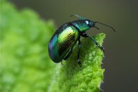 Chrysolina menthastri - Mint Beetle on mint leaf, Dorset, UK