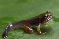 Rana temporaria - Common Frog Tadpole
