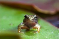 Rana temporaria - Common froglet