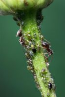 Lasius niger - Black Garden Ant tending aphids on Daisy stem. Dorset, UK