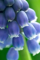 Muscari armeniacum - Grape Hyacinth