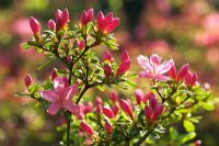 Rhododenron 'Hinomayo'