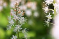 Tiarella cordifolia - Foamflower