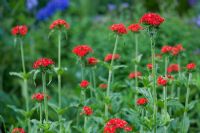 Lychnis chalcedonica - The Manor House, Upton Grey