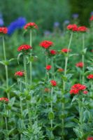 Lychnis chalcedonica - The Manor House, Upton Grey