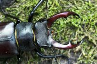 Lucanus cervus - Stag Beetle male. New Forest, Hampshire
