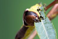 Cerura vinula - Puss Moth Caterpillar eating Willow
