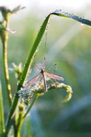 Tipula oleracea - Daddy long legs or Cranefly, covered in dew, Levin Down Nature Reserve, Sussex, UK