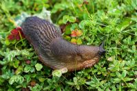 Arion ater - Black Slug, red form, Levin Down Nature Reserve, Sussex, UK