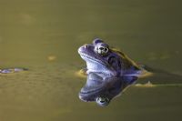 Rana temporaria - Common Frog, Sussex, UK