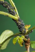 Aphis sambuci - Elder aphids on Elder, Sussex, UK