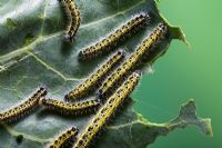 Pieris brassicae - Large or Cabbage White caterpillars feeding on Cabbage