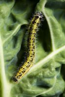 Pieris brassicae - Large or Cabbage White caterpillar feeding on Cabbage
 