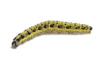 Pieris brassicae - Large or Cabbage White caterpillar