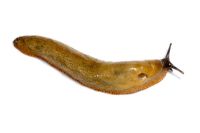 Arion ater - Slug
