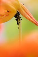 Aphis fabae - Black bean aphid on Nasturtium flower
