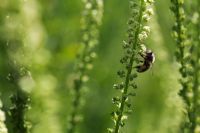 Apis mellifera - Honeybee feeding on Reseda luteola