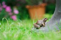 Rana temporaria - Common Frog female on wellington boot in garden