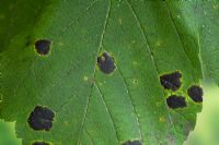Rhytisma acerinum - Acer Tar Spot Fungus on Sycamore