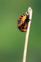 Harmonia axyridis - Harlequin Ladybird pupa 